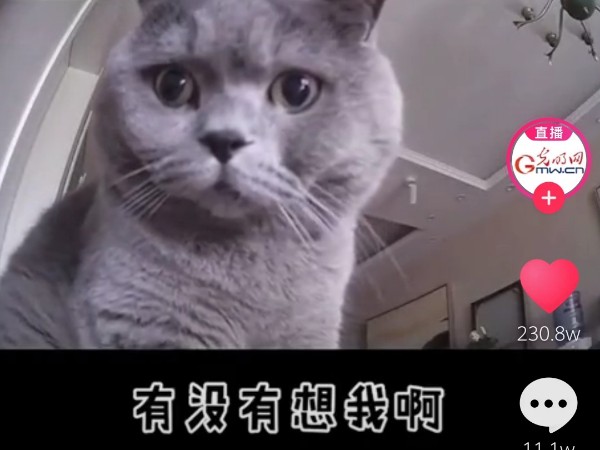 疫情當(dāng)前，安防監(jiān)控?cái)z像頭下的“寵物”讓人淚目